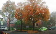 Bellerose, NY