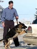 Drug sniffing dog