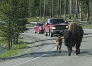 Yellowstone